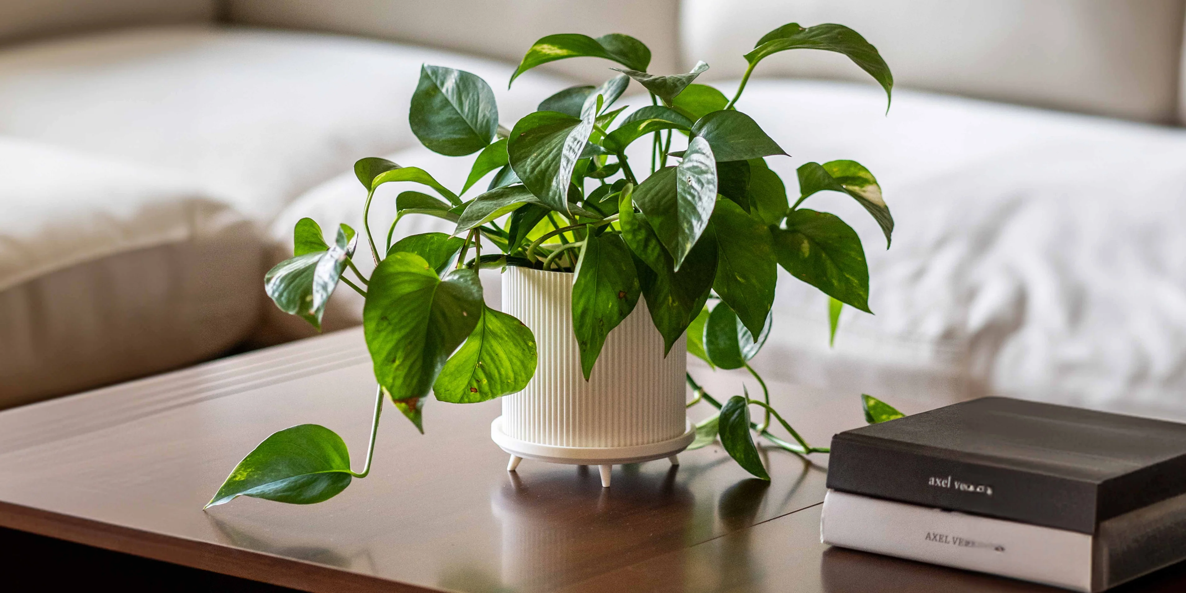 Elevate Your Space with Distinction